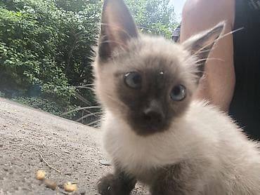 кошку: Отдам сиамского котенка в хорошие руки БЕСПЛАТНО. Котенок идеального — 4