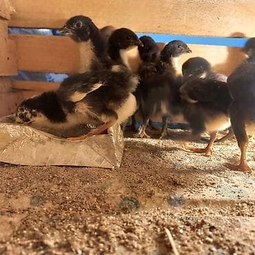 продаю козлят: Продаю | Цыплята | Для разведения — 4