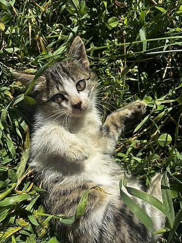 собаки мальтипу: 2 месяца, Девочка, Приучена к лотку — 5
