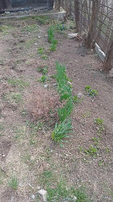 орехи продам: Цветы фиалки многолетние. более 70 штук в наличии. болезней и — 2