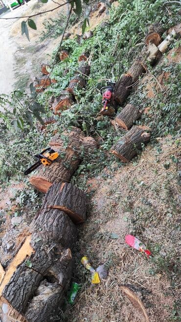 леса аренда кок жар: Бак кыябыз бардык турлорун абреска кылабыз отун кылып даярдайбыз? — 4