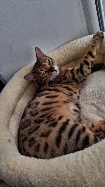 продать собаку: Бенгальская, 2 месяца, Девочка, Приучена к лотку, Проглистована, С документами — 6