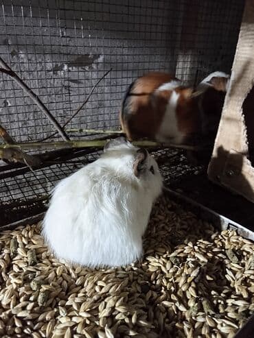 купить переноску для кота бу: Морская свинка. Возраст 1-2 месяца. Деткам на первом фото 1 месяц — 5