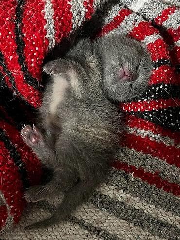 чипирование: Британский котёнок окраса голубой (solid blue). - Возраст — 1