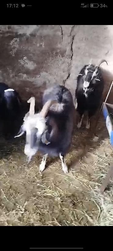 Продаю | Коза (самка) | Полукровка | Для молока