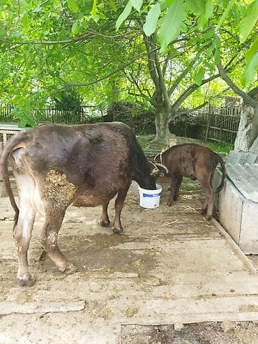 продажа собак в бишкеке: Продаю | Корова (самка) | Полукровка | Для молока | Привязанные — 1