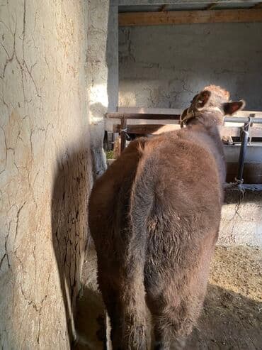 собаку в добрые руки: Продаю | Бык (самец) | Алатауская | На откорм | Привязанные — 11