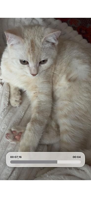 британский короткошерстный кот: Британская короткошёрстная, 6 месяцев, Мальчик, Приучена к лотку — 3