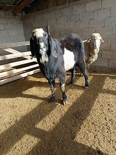 нубийская коза: Продаю | Козёл (самец) | Для разведения | Осеменитель — 10