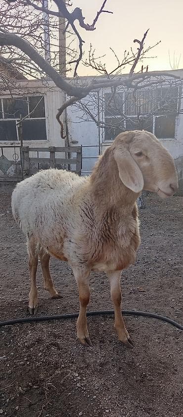чип для животных: Продаю | Овца (самка) | Для разведения | Ярка — 3
