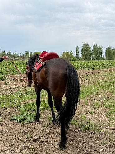 купить мопса бишкек: Продаю | Жеребец | Рабочий — 3