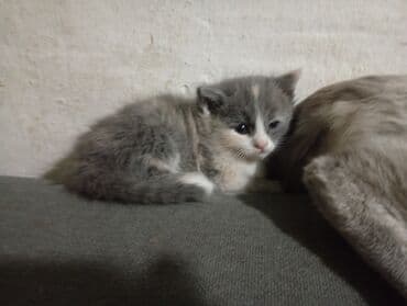 шиншилла британская кошка цена: Когтеточке. Подойдут для семьи с детьми: ласковые, любят играть и — 4