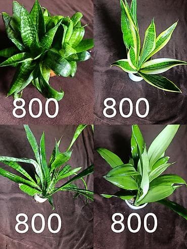 фикус купить: Комнатные растения в горшках/кашпо Ассортимент: - Аллоказия — 3