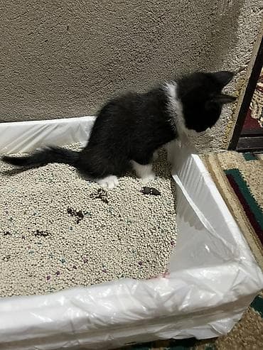 Животные: Котята от домашней кошки - Окрас: один чёрный дымчатый, два — 6