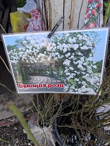Саженцы — 3