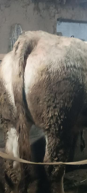 куплю корову: Продаю | Корова (самка) | Для молока | Привязанные — 1