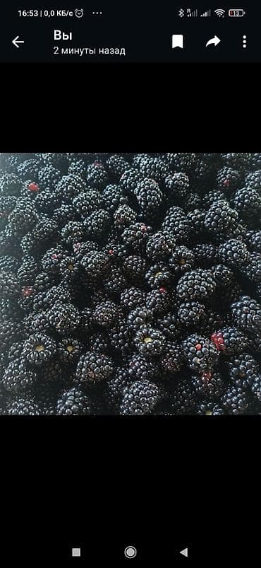 Уголь: Продается саженцы ежевики безщиповый урожайность высокий и — 4