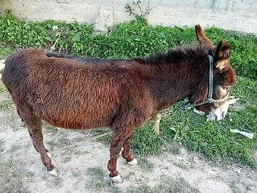 хомяк домашний купить: Осёл (домашний, упряжной) - Масть: тёмно-каштановая, густая шерсть. - — 2