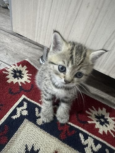 сельскохозяйственные животные продажа: Котята от домашней породистой кошки Родились 19 февраля 3 девочки 1 — 3