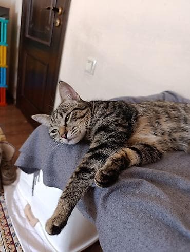 Отдам даром кошку: Кошка даром: Русская голубая, Девочка, Приучена к лотку — 6