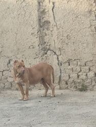 Питбуль, 2 года, Самка, С прививкой