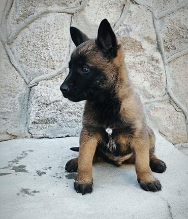 жеребец чистокровный: Бельгийская овчарка, 2 месяца, Самка, С прививкой, С родословной — 1