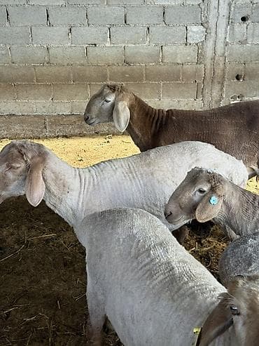 японская собака акита: Продаю | Баран (самец) | На забой — 2