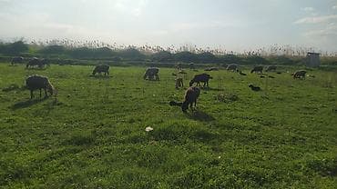 американская короткошерстная кошка купить: Продаю | Овца (самка) | Для разведения | Матка — 4