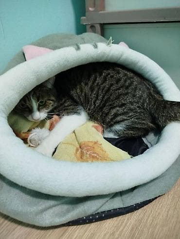 кошка продаётся: 10 месяцев, Мальчик, Кастрирована, Приучена к лотку, Проглистована — 4