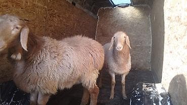 бараний жир: Продаю | Овца (самка) | Для разведения — 1