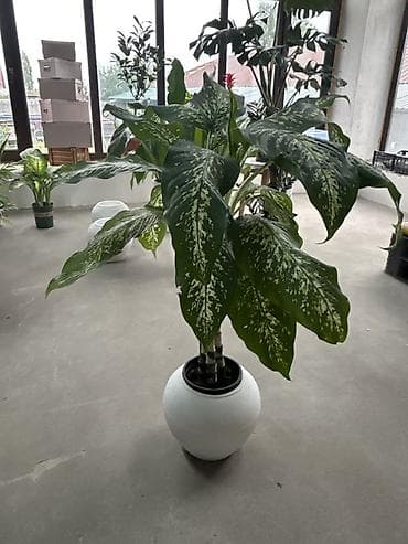 Дифенбахия крупнолистная (Dieffenbachia) в декоративном кашпо. -