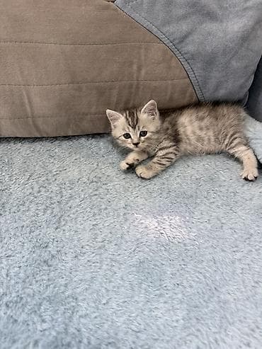 кошка шотландская цена: Скотиш Фолд (Шотландская вислоухая), 1 месяц, Девочка, Приучена к лотку — 10