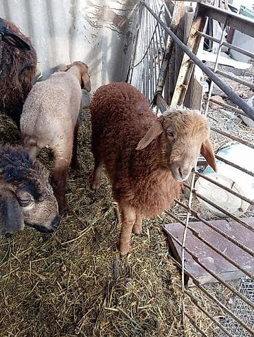 индюк тушка: Продаю | Ягненок | Ярка — 2