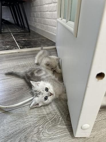 кошка шиншилла: Шотландские котята серебристого окраса (шиншилла/серебро) Котятам 2,5 — 3