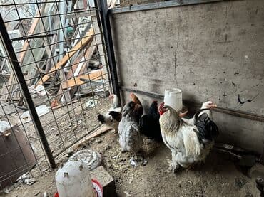 продажа собак чихуахуа: Продаю | Куры, Петух | Полубрама, Суссекс | Для разведения — 8