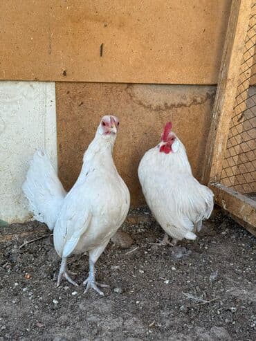 купить инкубационное яйцо породистых кур: Продаю | Куры, Петух — 2