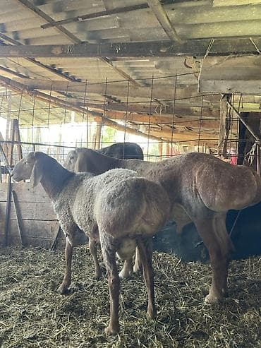лошад тай: Продаю | Овца (самка) | Арашан | Для разведения | Матка — 1