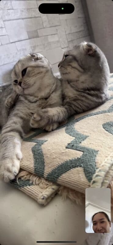 Продажа кошек: Британская короткошёрстная, 8 месяцев, Мальчик — 7