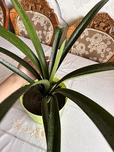 кливия цветок: Кливия (Clivia) в декоративном кашпо Рассмотрю обмен - Комнатное — 1