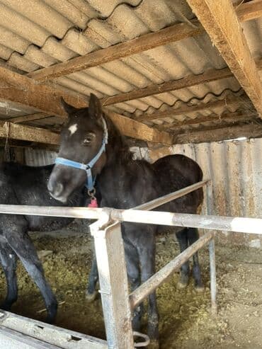 продам бу оборудование для птицефабрики: Продаю | Жеребенок | Конный спорт — 3