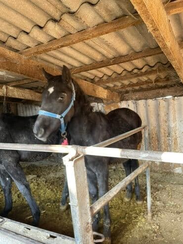 сколько стоит сиамская кошка в сомах: Продаю | Жеребенок | Для разведения | Племенные — 3