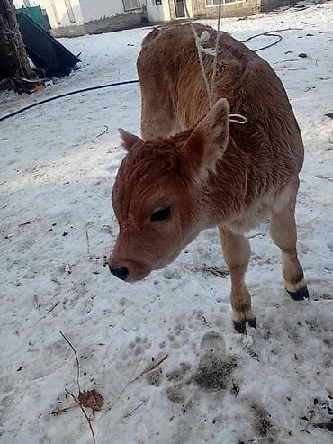 Башка жаныбарлар: Сатам | Музоо | Аргын | Көбөйтүү үчүн | Жасалма уруктандырылган — 5