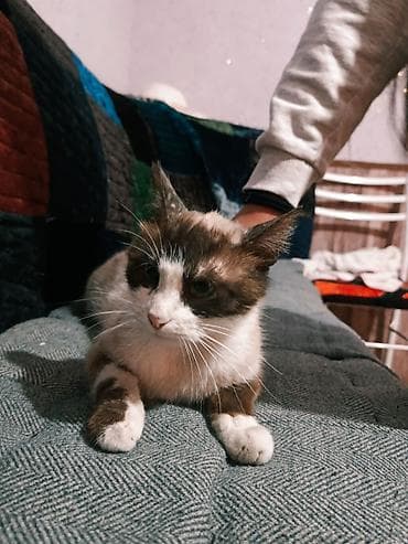 Кошка даром: Сиамская, Девочка