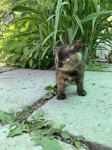 кошки манчкины: Продаются очаровательные котята 🐾🤍 Малыши здоровые, активные, очень — 5
