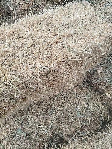 Арпа саман басы 200 сом су́йло́шу́ жолубар соломы сена200 сом