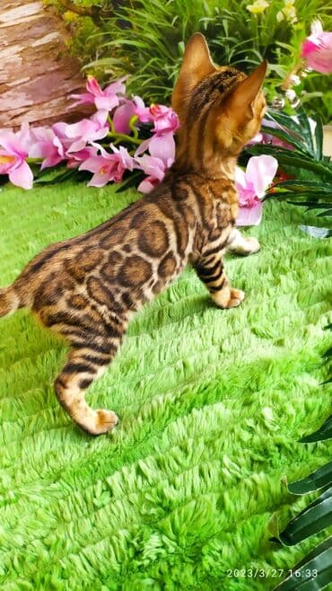 новорожденные котята: Друзья!! Проф питомник Бен Гла Мур Предлагает Шикарных элитных — 25