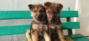 щенки немецкой овчарки в дар: Два кобеля немцы 2 месяца будет 2 .02.26 г — 3