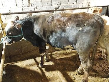 продажа коров: Продаю | Бык (самец) | На откорм | Привязанные — 2