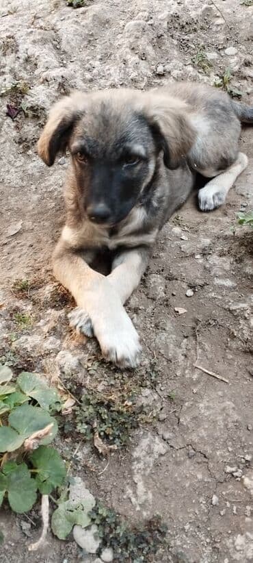 5 месяцев, Самка, С прививкой at lalafo.kg 5 месяцев, Самка, С прививкой