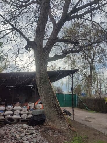 кедр пилорама: Сосновка, толщина 2,50 — 1